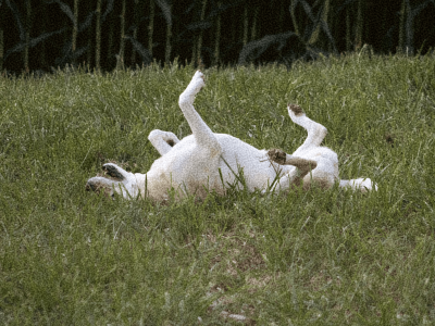 pet-friendly (1)