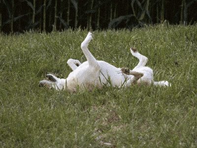 pet-friendly (1)