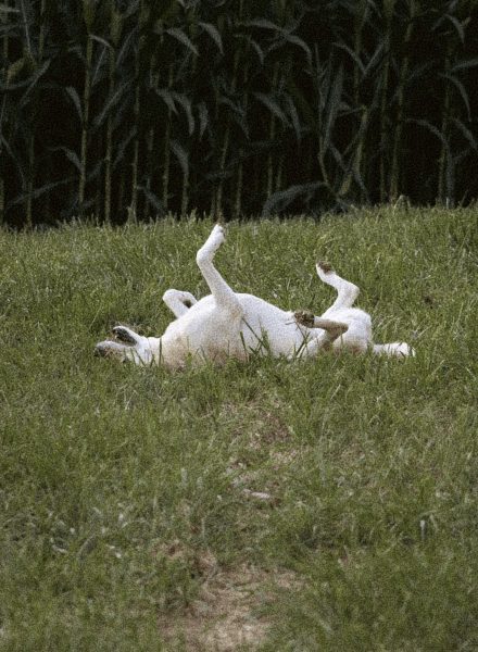 pet-friendly-1-scaled(1)