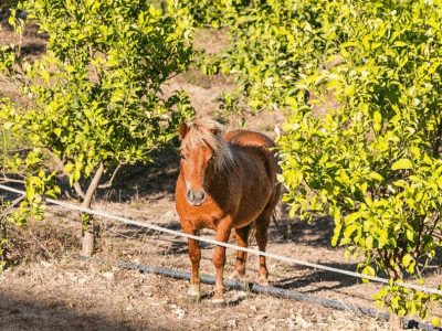 pónei-lemon-farm (1)