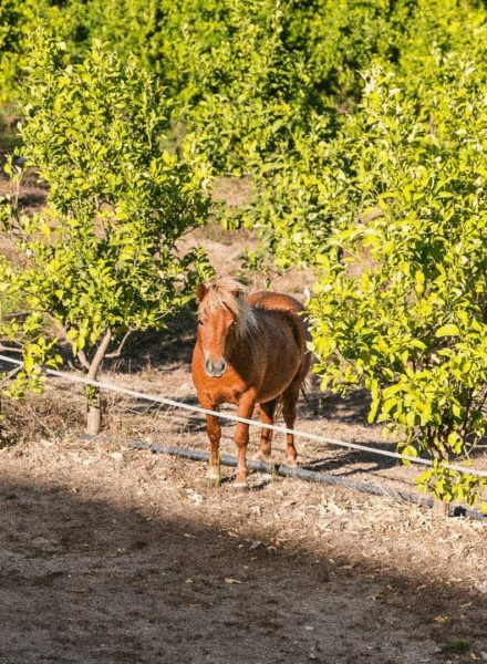 ponei-lemon-farm-1(1)