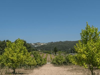 quinta-limões