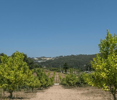 quinta-limões